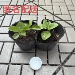 2026年最新】おかわかめ苗の人気アイテム - メルカリ