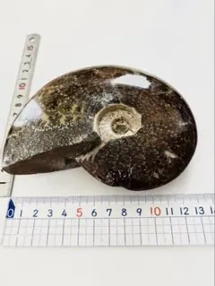 縫合線アンモナイト　置物　オブジェ　化石　大サイズ　マダガスカル産