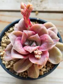 2026年最新】ラブリーローズ錦 赤斑の人気アイテム - メルカリ