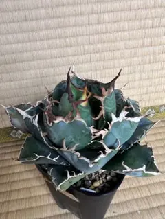 yusurf様 リクエスト 2点 まとめ商品