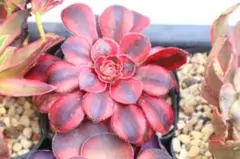 多肉植物 センペルビウム ストロベリーキウイ No.155【青】 - メルカリ