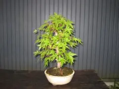 山モミジ盆栽 山採り 富士山麓周辺 樹高30cm - メルカリ
