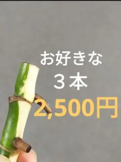 NANA様 リクエスト 3点 まとめ商品