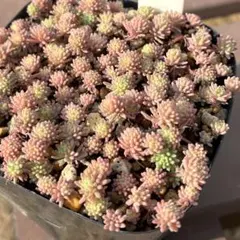 にゃんとも様専用 斑入りパリダム 抜き苗2