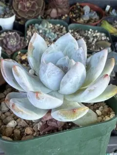 多肉植物 リナシナ錦 抜き苗 - メルカリ