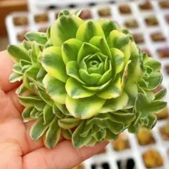 sun.30様 リクエスト 4点 まとめ商品