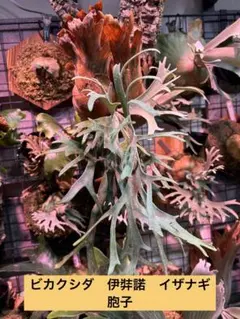 willinckii 伊弉諾　胞子　ラスト① P.willinckii 伊弉諾 from @big_bell.plants_aqua いいウィリンキーだ