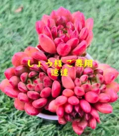 しょう様 ご専用　速達　350円　リクエスト 2点 まとめ商品 值引70円