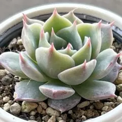 sun.30様 リクエスト 2点 まとめ商品