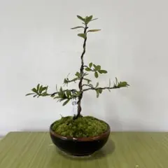 クチナシ 細葉 盆栽 懸崖 7cm - メルカリ