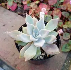 2025年最新】優木園の人気アイテム - メルカリ