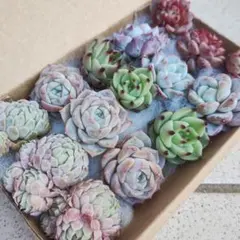 多肉植物寄植え用の韓国苗の詰め合わせ