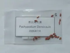 自家採種 パキポディウム 恵比寿大黒 種子10粒 E - メルカリ
