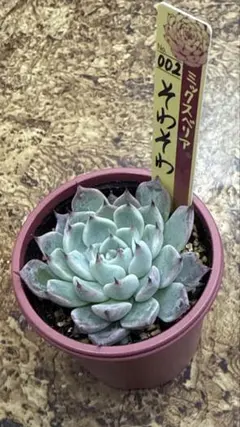 2025年最新】そわそわ ミックスベリアの人気アイテム - メルカリ