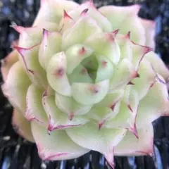 じぇむ様 リクエスト 3点 まとめ商品