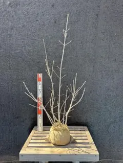アオダモ/株立ち【現品発送】管理80220 アオダモ/株立ち【現品発送】管理80220 - メルカリ