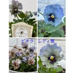 ビオラ　レディ種　ブルー系　　10粒＋αのサムネイル