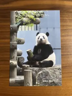シャンシャン ハンカチ 上野動物園 上野松坂屋 上野パンダ - メルカリ