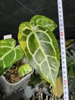 超希少❗️サイズ大❗️アンスリウム　ルネッサンス　斑入り✨ 2026年最新】アンスリウム斑入りの人気アイテム - メルカリ