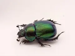 2025年最新】オオセンチコガネの人気アイテム - メルカリ