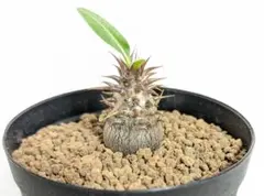 2025年最新】パキポディウム マカイエンセの人気アイテム - メルカリ