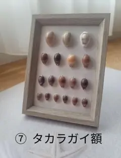 2025年最新】貝殻 標本 タカラの人気アイテム - メルカリ