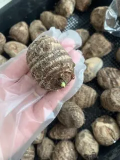 里芋　種芋　コンパクト箱込1.2キロ