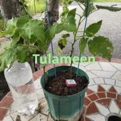 s*o様 ラズベリー トゥラミーン(Tulameen) サッカー株 - メルカリ
