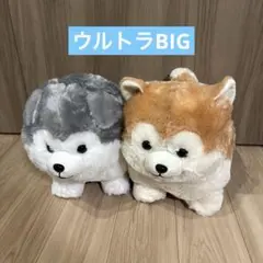⑨ ころりんわんこのモフまる　ごきげん　ウルトラBIG ぬいぐるみ　2個
