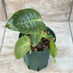 アンスリウム・ベイチー│Anthurium Veitchii│観葉植物 - メルカリ