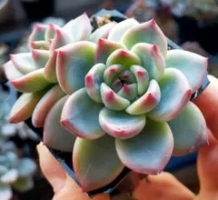 2025年最新】ミックスベリアの人気アイテム - メルカリ