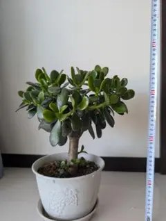 金のるなる木 多肉植物 観葉植物のサムネイル