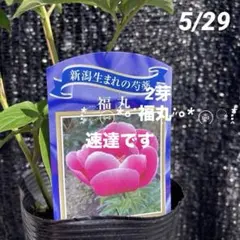 芍薬 シャクヤク ビジョンオブシュガープラム 芍薬苗 ピオニー