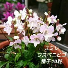 kicyu269nobu様 リクエスト 4点 まとめ商品