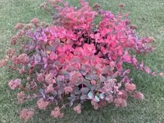 2025年最新】越中ミセバヤの人気アイテム - メルカリ