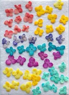 押し花 N-64 押し花　アナベル7色　50枚＾染め★