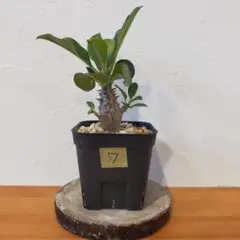 2025年最新】パキポディウム ウィンゾリーの人気アイテム - メルカリ