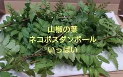 枝付き 山椒の葉 ネコポスいっぱいのサムネイル