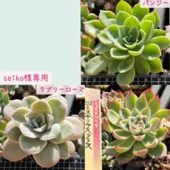 seiko様 リクエスト 3点 まとめ商品