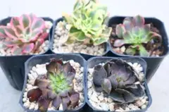 れ*い様 アエオニウム5品種セット（品名は商品の説明欄に記載）