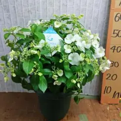 紫陽花８号大鉢②⭐️ラグランジアブライダルシャワーのサムネイル
