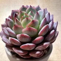 お*ん様 2857新入荷　エメラルドワルツ　エケベリア　多肉植物　撮影3月5日