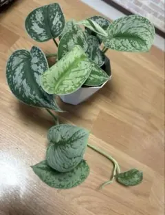 スキンダプサス グリーンダイヤモンド ③ スキンダプサス | STORES