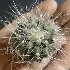 2026年最新】雷血丸の人気アイテム - メルカリ