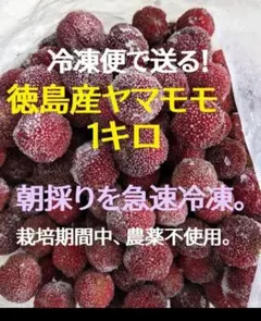 ★冷凍便（送料込）★徳島産ヤマモモ1キロ。のサムネイル