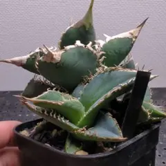 アガベ 　オテロイ　白豪刺　子株2つ付き アガベ オテロイ 白豪刺 子株2つ付き