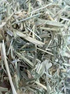 Item thumbnail for item d9509a8d-34da-42ec-b412-9e54a1b8d70c