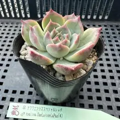 miyaさん苗 2点✨ビュディローズ×コロラータ✨モラニー× ミヤさん苗 多肉 miyaさん苗 2点✨ビュディローズ×コロラータ✨モラニー× ミヤ