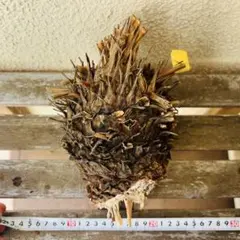最高峰・最大株❣️ソテツ 子株 2XLサイズ（殺菌・1ヶ月乾燥済）【Z】 最高峰・最大株❣️ソテツ 子株 2XLサイズ（殺菌・1ヶ月乾燥済）【Z