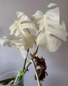 2025年最新】セブブルーミントの人気アイテム - メルカリ